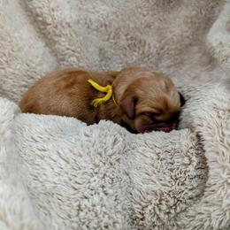 Dilute Retriever and Labrador Retriever Puppies from LC Hunting Labs, LLC.