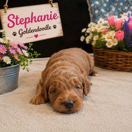 Double Doodle, Goldendoodle, and Labradoodle Puppies from Godley Doodles Of Texas