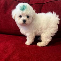 Green Boy - White male Bichon Frise puppy in Wilmington, North Carolina from Cape Fear Bichons