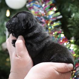 Damien - Brindle male French Bulldog puppy in Pueblo, Colorado from Double B Bulldogs