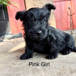 Poppy (pink) - Black female Scottish Terrier puppy in Chattanooga, Oklahoma from Lottie Dottie Scottie’s and Papillons