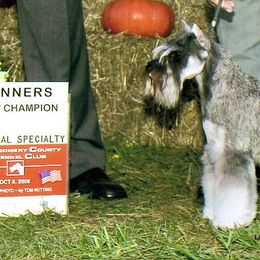 Miniature Schnauzer All Grown Up from Legend's Miniature Schnauzers
