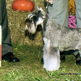 Miniature Schnauzer All Grown Up from Legend's Miniature Schnauzers