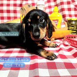 Dachshund Puppies from Facin East Dachshunds