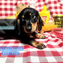 Dachshund Puppies from Facin East Dachshunds
