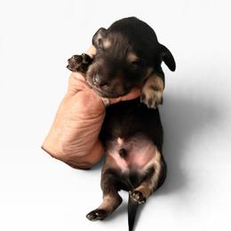 Black and Cream Male - Black and cream male Dachshund puppy in Medina, Ohio from STORIED DOXIES