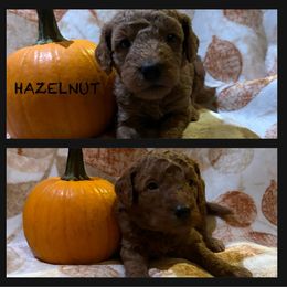 Boy 5 - Red  Poodle puppy in Knoxville, Tennessee from A Goldendoodle Dream
