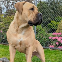Stevie - Boerboel