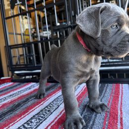 Pink collar - Aurora - Gray female Cane Corso puppy in Vallejo, California from Rico's Cane Corso