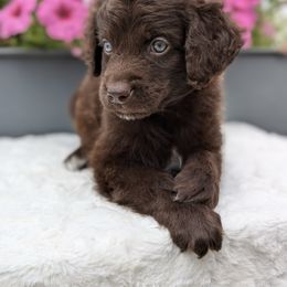 Archie - Brown and white male Aussiedoodle puppy in Coulee City, Washington from Mr and Mrs Doodle Farm