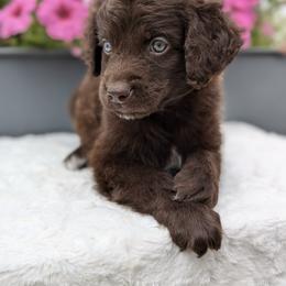 Archie - Brown and white male Aussiedoodle puppy in Coulee City, Washington from Mr and Mrs Doodle Farm