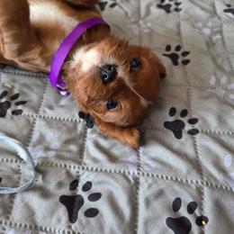 Hazel - Ruby female Cavalier King Charles Spaniel puppy in Forest Lake, Minnesota from Northern Lights Goldens
