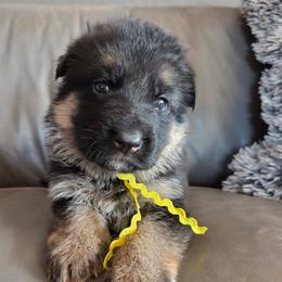 Dior - Black and red female German Shepherd puppy in Harvard, Illinois from Aus Dem Meer German Shepherds