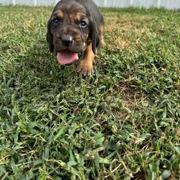 Boy 2 - Black and tan male Bloodhound puppy in Tahlequah, Oklahoma from HNH Hounds
