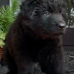 German Shepherds from BOCCI Shepherds