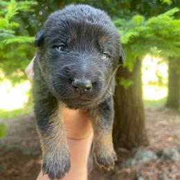 Cerveza - Bicolor Boy - Bi-color male German Shepherd puppy in Oakland, Oregon from VHM German Shepherds