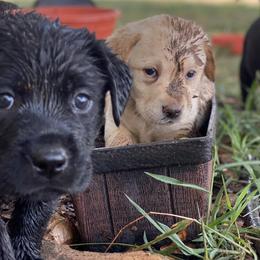 Labrador Retrievers from 3H Livestock & Labradors