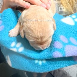 Golden Retriever Puppies from Golden Kiss Retrievers