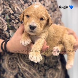 Andy - Apricot male Goldendoodle puppy in Lancaster, Minnesota from North Star Dog Training