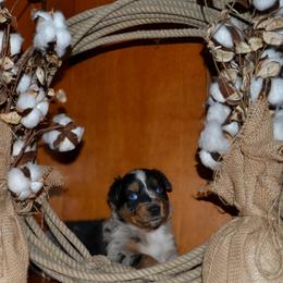 Tess - Blue merle female Australian Shepherd puppy in Marshall, Texas from Flying S Aussies