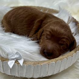 White Female - Apricot female Goldendoodle puppy in Great Falls, Montana from Montana Goldendoodles