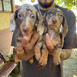 Dachshund Puppies from Rosey dachshund
