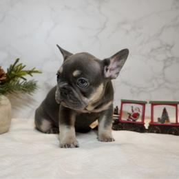 Bubbles - Blue female French Bulldog puppy in Citrus Heights, California from Cali Rooted Bullyz