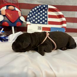 Bernedoodle and Labrador Retriever Puppies from MarmeDuke Doodles