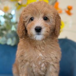 Palmer - Red female Bernedoodle puppy in Yuciapa, California from AlltheDoodlez_