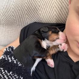 Male 1 - Tri-color male Bernedoodle puppy in Nampa, Idaho from Boise Bernedoodles