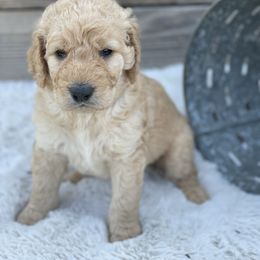 Border Collie and Goldendoodle Puppies from That’s My Doodle