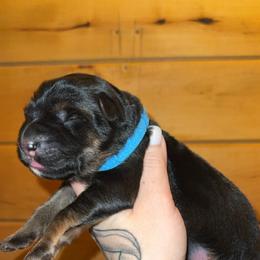 Rebecca - Black and tan female German Shepherd puppy in Fort Jennings, Ohio from Von Holtzapple German shepherds
