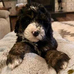 Brown boy - Tri-color male Bernedoodle puppy in Lake, Michigan from 3 King Doodles & Poodles