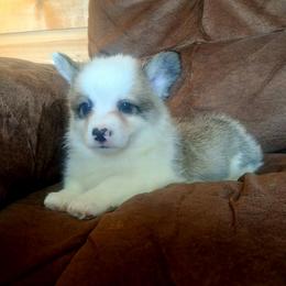 Captain Butler - Sable male Pembroke Welsh Corgi puppy in Pekin, Indiana from Beth's Pawsitivley Corgis