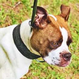 American Bulldogs and American Hairless Terriers from Royal Flush Kennels