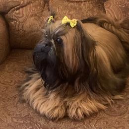 Gemma - Shih Tzu