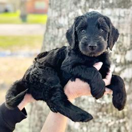 Smore- Tan Collar - Black male Goldendoodle puppy in Bay City, Texas from Charming Doods Goldendoodles