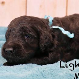 Light blue - Black male Goldendoodle puppy in Maryville, Tennessee from Twin City Doodles