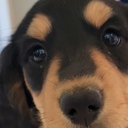 Dachshunds from Peggy's Doxies