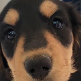 Dachshunds from Peggy's Doxies