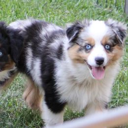 Miniature Australian Shepherd Puppies from LongMile Aussies