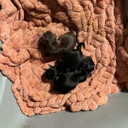 Girl 1 - Yorkshire Terrier puppy in Waianae, Hawaii from Makanalani Yorkies and Iggys