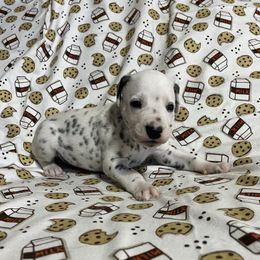 Zicon - White and black male Dalmatian puppy in Claremore, Oklahoma from Lotsofdots Dalmatians