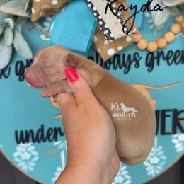 Kayda - Cream female Dachshund puppy in Tulsa, Oklahoma from K4 Doxies