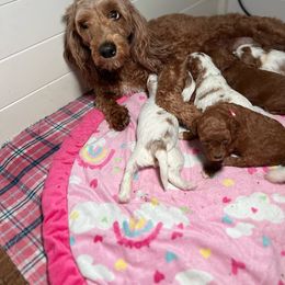 Pixie - Goldendoodle