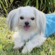 Sunshine Mi-Ki's Little “Livie” - Mi-Ki puppy from Sunshine Mi-Ki's