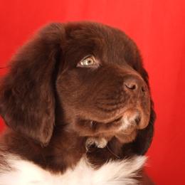 Kodiak Male Blue Collar - Brown male Newfoundland puppy in Dalton, Ohio from Newfforu