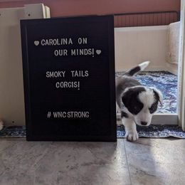 Cardigan Welsh Corgi Puppies from Smoky Tails Corgis