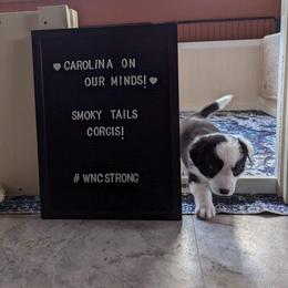 Cardigan Welsh Corgi Puppies from Smoky Tails Corgis