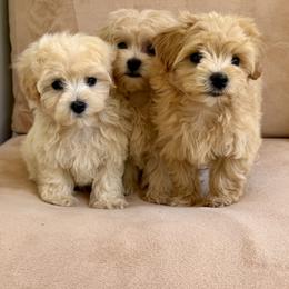 Cavapoo, Maltese, and Maltipoo Puppies from Historic triangle doodles